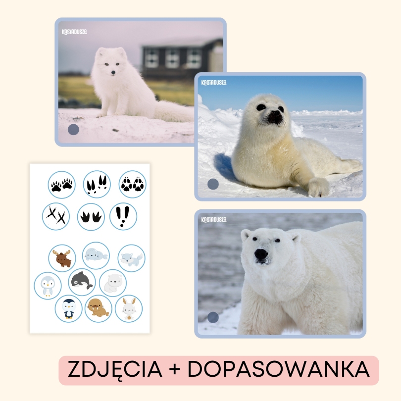 Polar animals | angielski w przedszkolu materiały PDF do druku