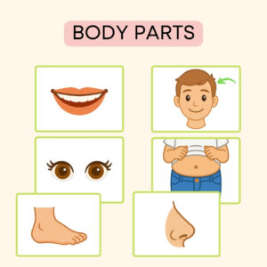 Body Parts Flashcards, materiały do druku na angielski w przedszkolu