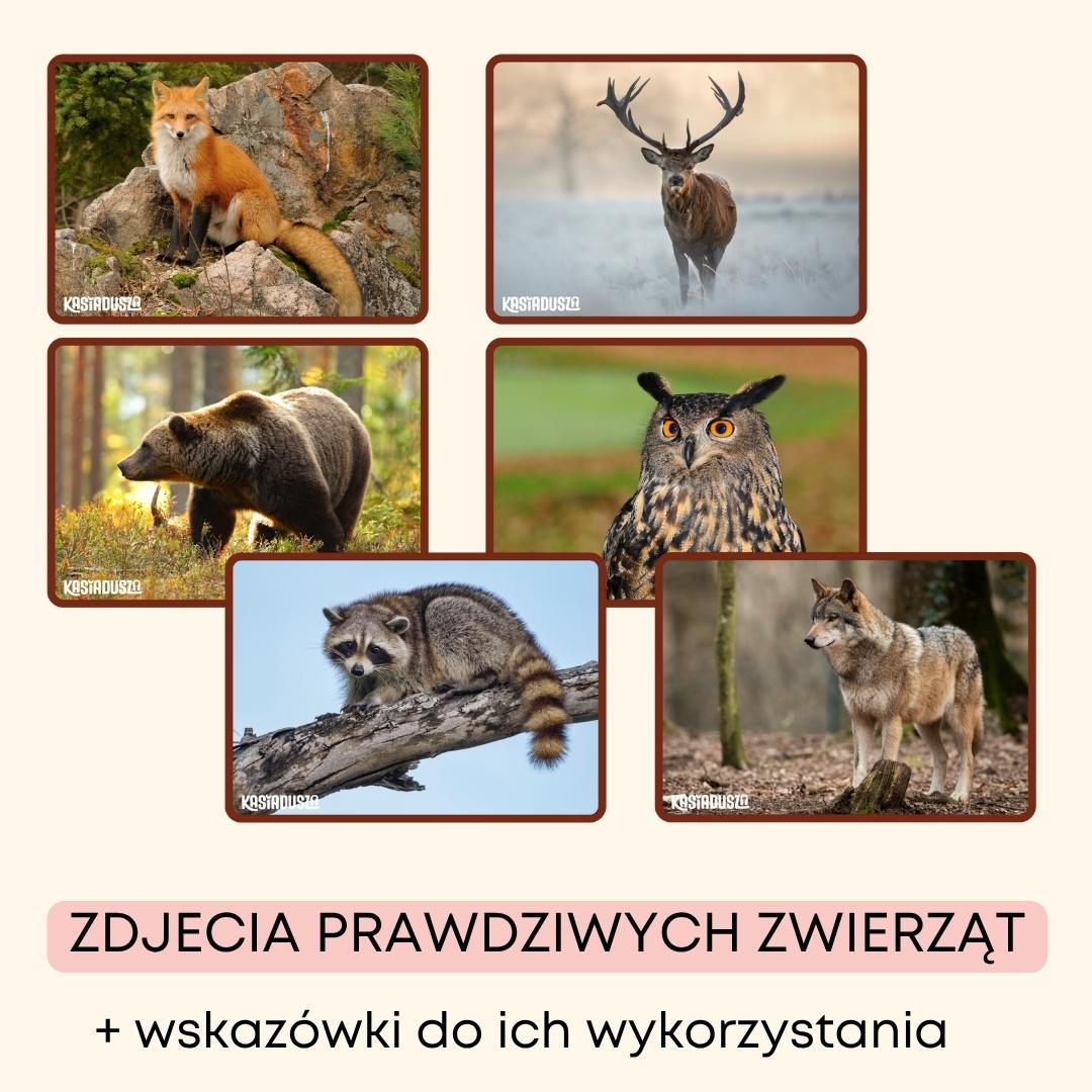 forest animals pack, materiały do druku na angielski w przedszkolu